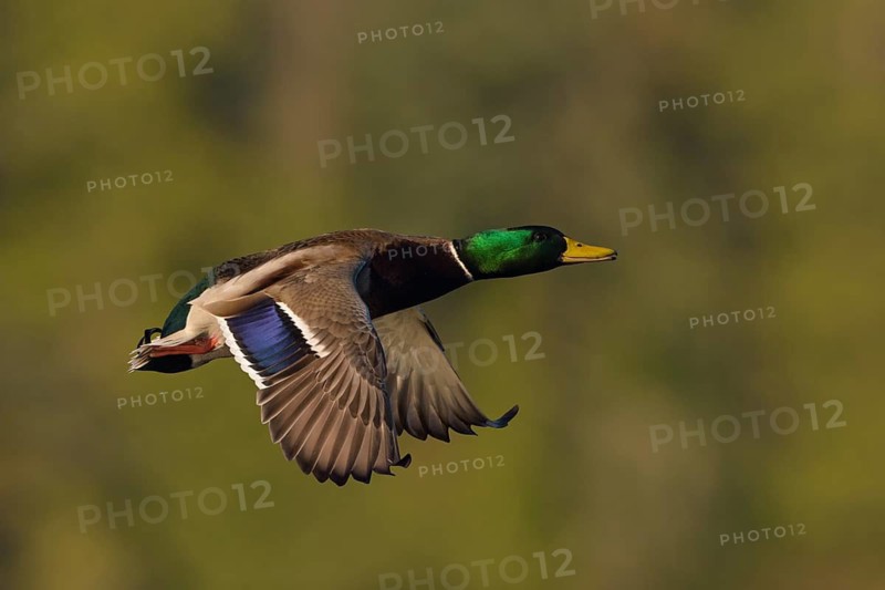 Mallard (Anas platyrhynchos) male flying, British Columbia, Canada