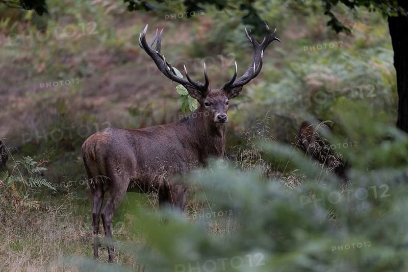 Red deer at the rutting 2025, London, Great Britain