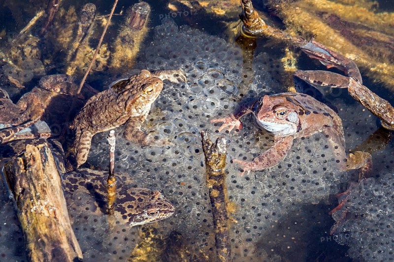 Three common toads (Bufo bufo) sitting in the water on spawn, moor pond, Oberstdorf, Oberallgäu, Allgäu, Bavaria, Germany