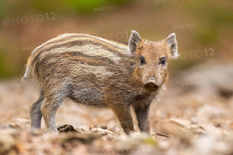 Wild boar (Sus scrofa) piglet standing in a forest, Bavaria, Germany