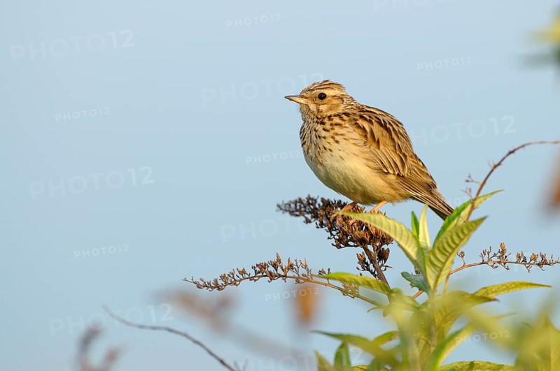 Heidelerche (Lullula arborea), Woodlark, singendes Maennchen auf Singwarte, morgens, Mai, Oberhausen, Ruhrgebiet, Nordrhein-Westfalen, Deutschland
