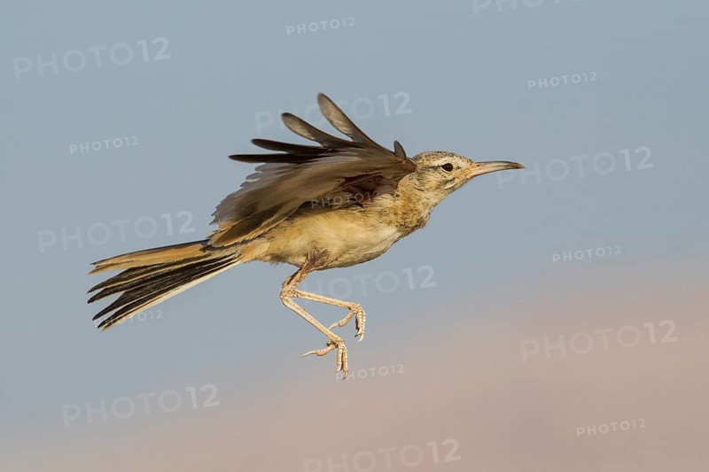Greater Hoopoe-Lark (Alaemon alaudipes) juvenile flying, Eilat, Israel