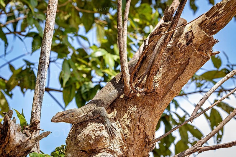 A lizard on a tree in a green forest scene, surrounded by branches, Bengal monitor lizard near Sigiriya in Sri Lanka (Varanus bengalensis) l