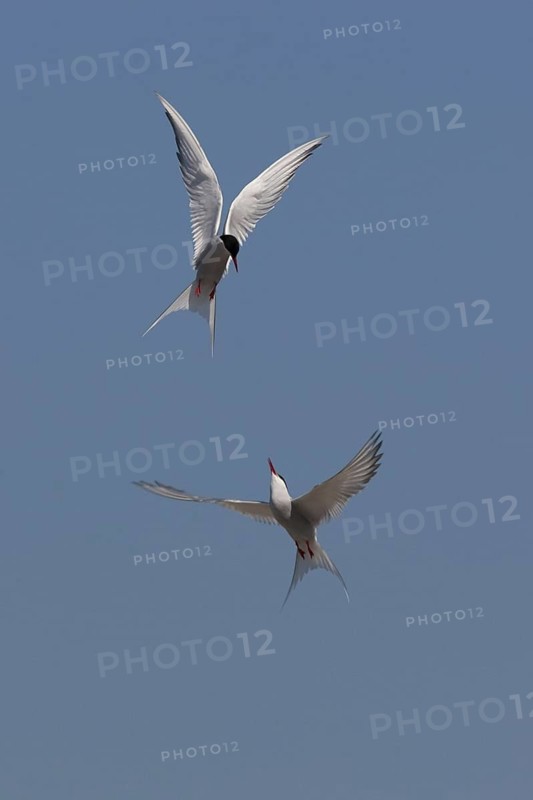Arctic Tern (Sterna paradisaea) flying, Schleswig-Holstein, Germany