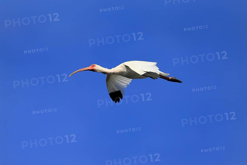 Snowy Ibis, (Eudocimus albus), adult, flying, St. Augustine, Florida, USA, North America