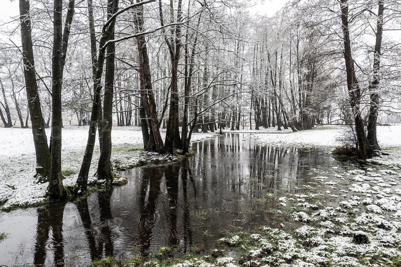 Black alder (Alnus glutinosa) in a snowy floodplain landscape, Emsland, Lower Saxony, Germany