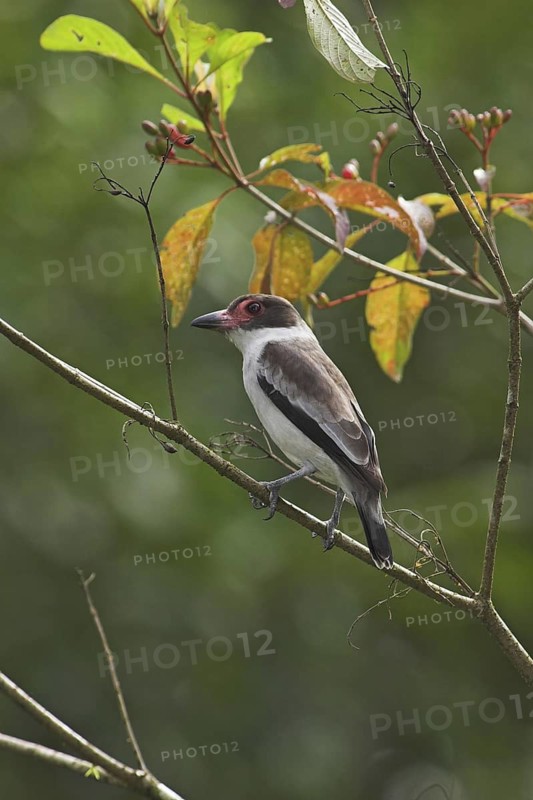 Masked Tityra (Tityra semifasciata) male, Costa Rica