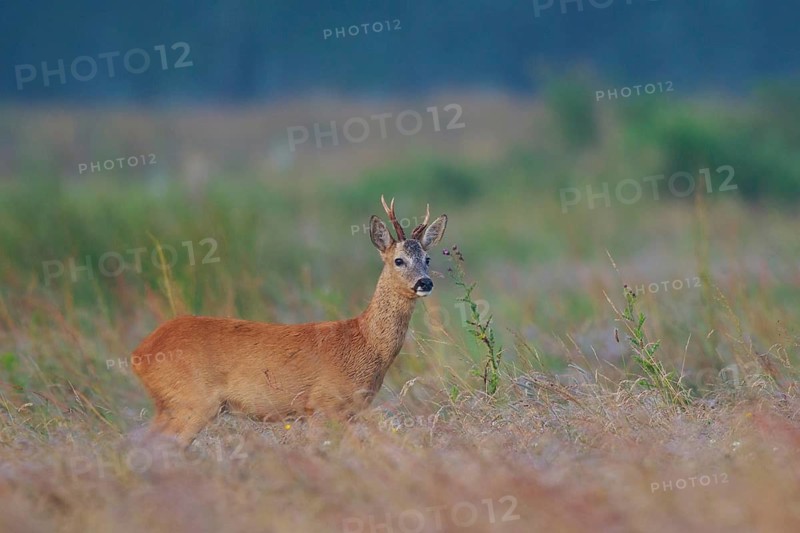 Western Roe Deer (Capreolus capreolus) buck in grassland, North Rhine-Westphalia, Germany