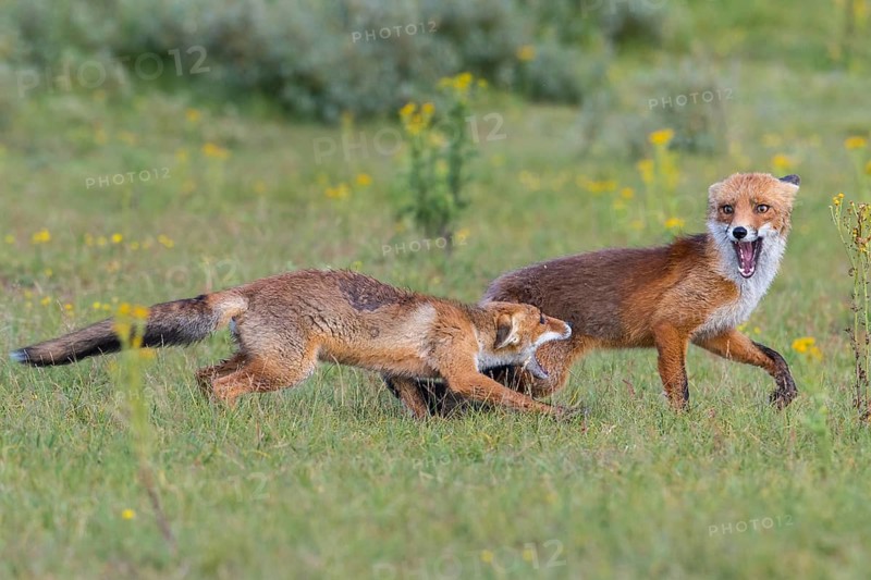Red Fox (Vulpes vulpes) pair jumping and playing in grassland, Netherlands