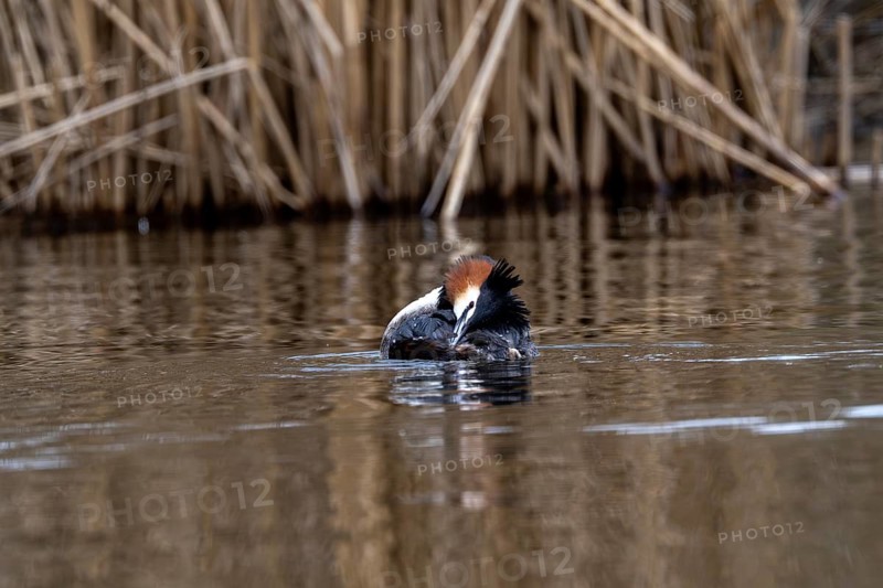 Great Crested Grebe (Podiceps Scalloped ribbonfish), Vulkaneifel, Rhineland-Palatinate, Germany