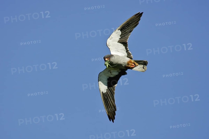 Amur Falcon (Falco amurensis) male flying with grasshopper in beak, Dornod, Mongolia