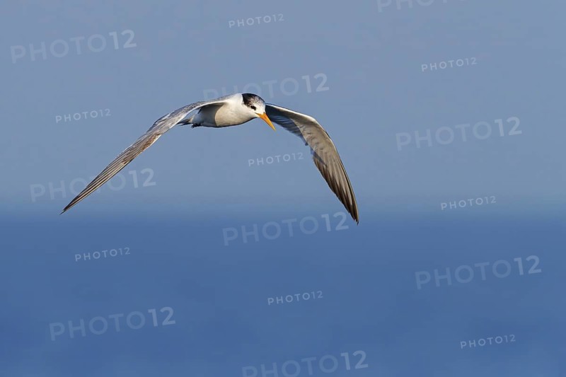 Rüppell's Tern, (Thalasseus bengalensis), (Sterne bengalensis), animals, birds, subfamily of terns, biotope, habitat, foraging, flight capture, foraging, Barr Al Hikman, Shannah, Ash Sharqiyah South, Oman