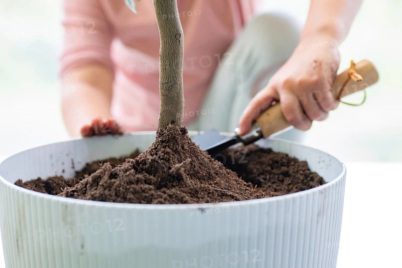 A person tends to a small tree in a white pot, carefully shaping the soil. The scene captures the essence of home gardening, emphasizing care and nurturing