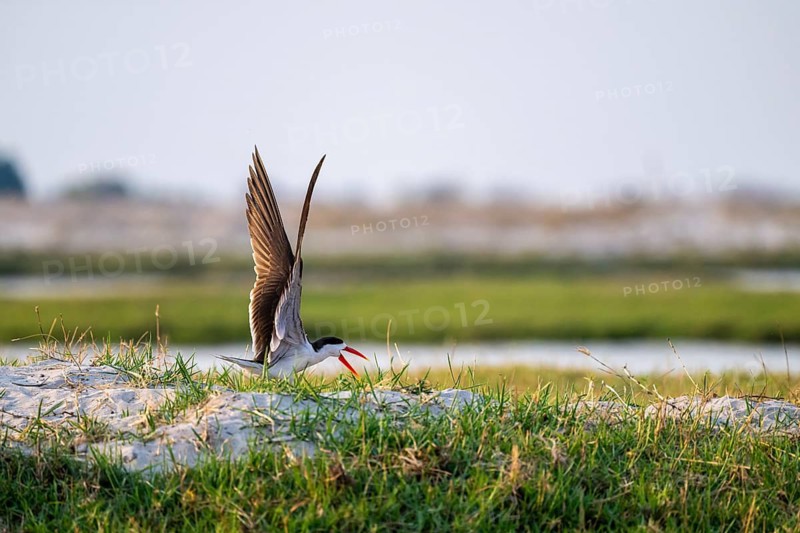 African Skimmer (Rynchops flavirostris), African Skimmer in flight, Ihaha, Chobe National Park, Botswana