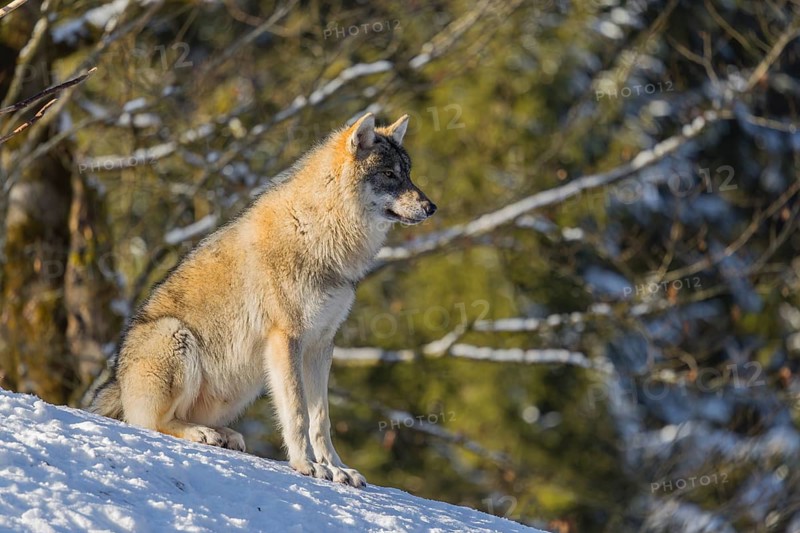 A young grey wolfgrey wolf (Canis lupus lupus) sits on a sloping, snow-covered meadow on a hill on a cold, sunny day. A forest can be seen in the background