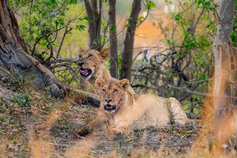 Lions (Panthera leo), young and female, lying in the shade, Moremi Game Reserve, Botswana