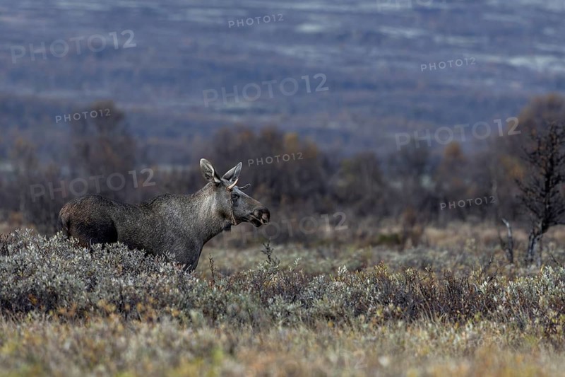 Meanwhile the sun has set behind the mountains of Dovrefjell and the young bull moose (Alces alces) stands relaxed in a swampy area, moose rut, rutting season, autumn, Ruska, September, Norway