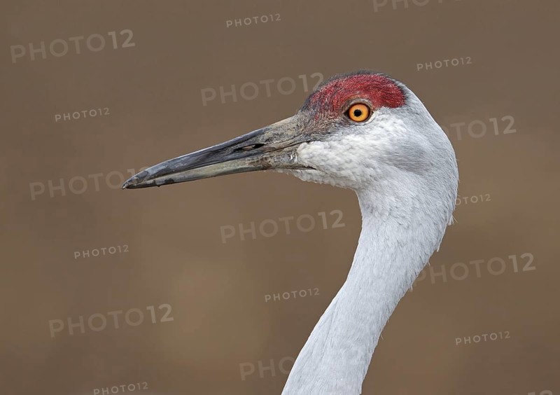 Sandhill Crane (Antigone canadensis), New Mexico, USA