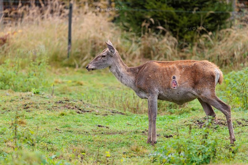 A severely injured red deer cow (Cervus elaphus) with large wounds on her chest stands in a green meadow