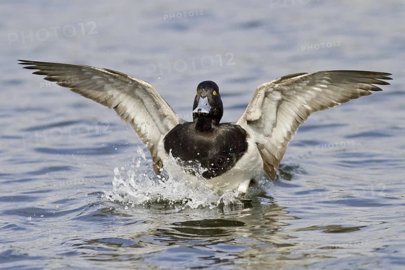Lesser Scaup (Aythya affinis) male, British Columbia, Canada