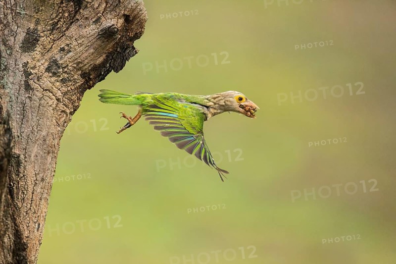 Lineated Barbet (Psilopogon lineatus) flying with food in beak, Chiang Mai, Thailand