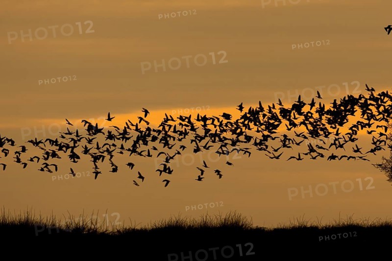 Pink-footed goose (Anser brachyrhynchus) silhouette of adult geese birds flying in a flock or skein at sunset in winter, Norfolk England, United Kingdom