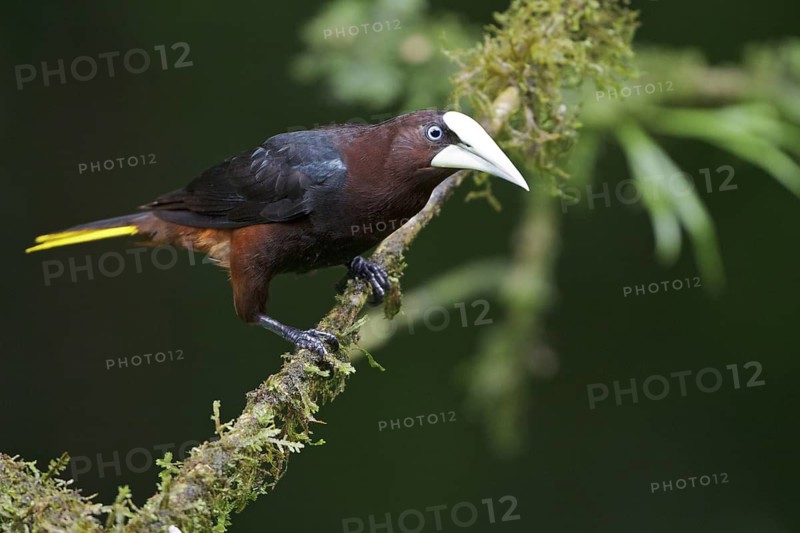 Chestnut-headed Oropendola (Psarocolius wagleri) perched on a branch in Costa Rica, Central America