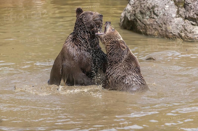 Two adult eurasian brown bears (Ursus arctos arctos), one male and one female, play fighting in a pond in late light