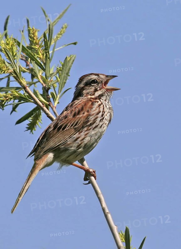 Song Sparrow (Melospiza melodia) singing, Saskatchewan, Canada