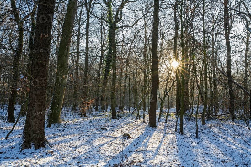Deciduous forest with snow backlighting with sun star, Beversee Nature Reserve, Bergkamen, Ruhr area, North Rhine-Westphalia, Germany