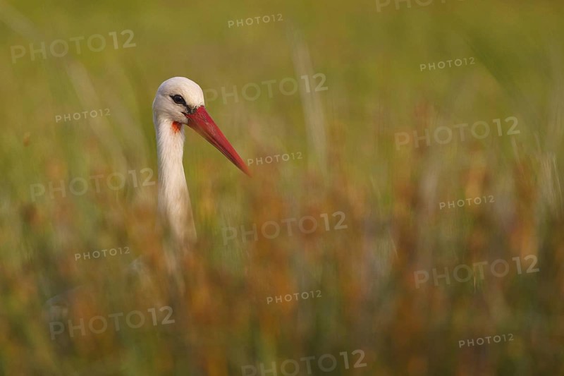 White Stork (Ciconia ciconia) foraging, Greece
