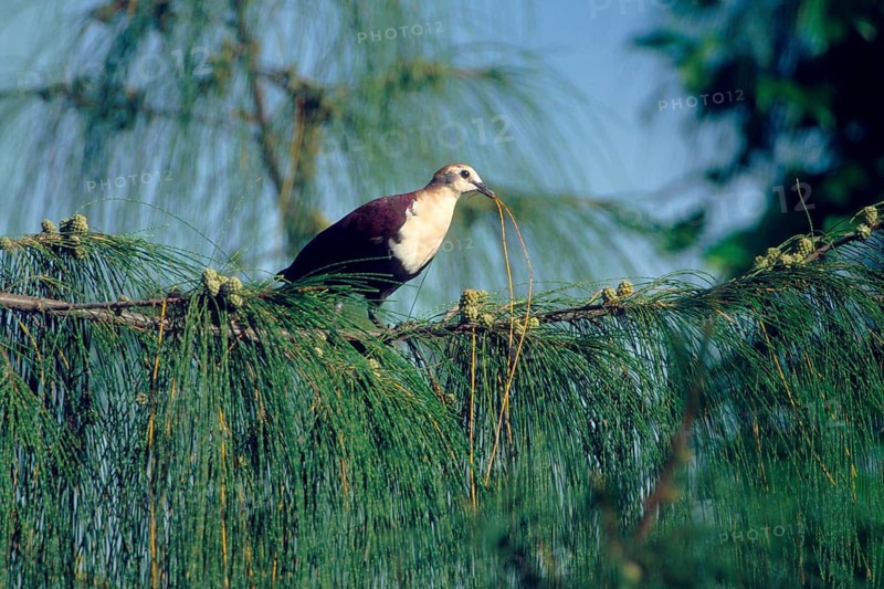 White-throated Ground Dove (Alopecoenas xanthonurus) male, Rota Island, Northern Mariana Islands