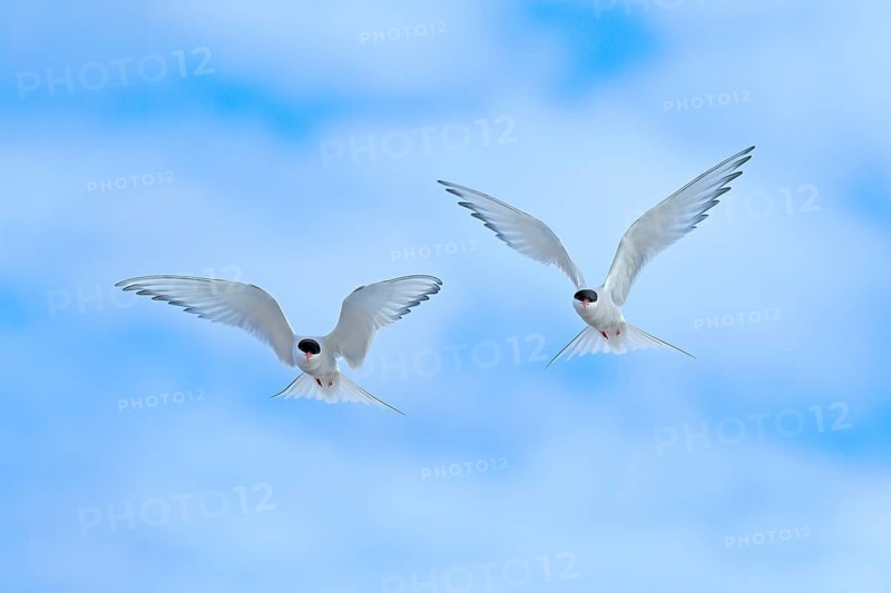 Arctic Tern in flight, Sterna paradisaea, white bird with black cap, blue sky with white clouds in background, Svalbard, Norway. Wildlife scene from nature, north of Europe. Two birds, blue sky