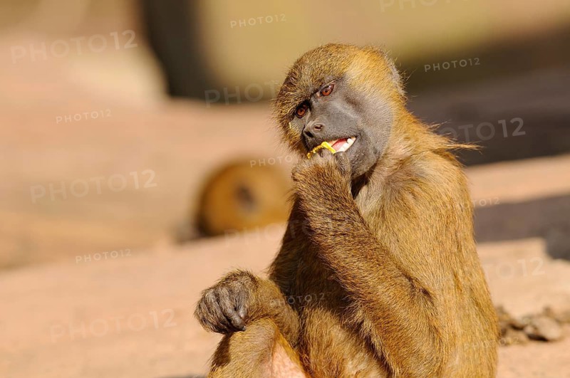 A baboon sits and bites into an object, the fur is brown and the surroundings suggest a natural scene, Guinea baboon (Papio papio), captive