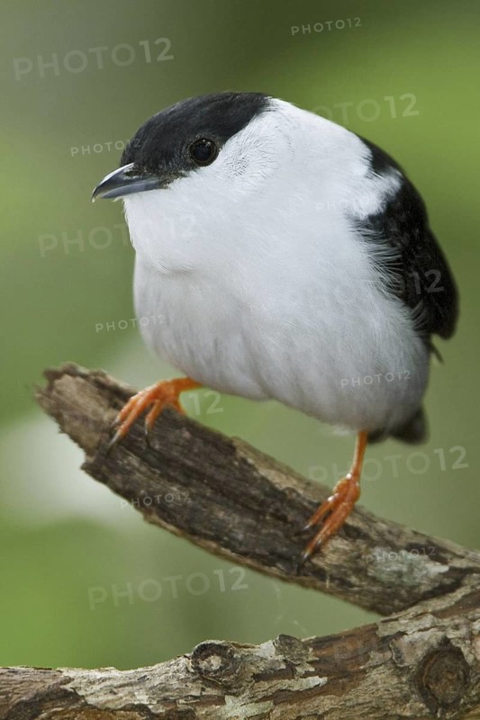 White-bearded Manakin (Manacus manacus), Trinidad and Tobago