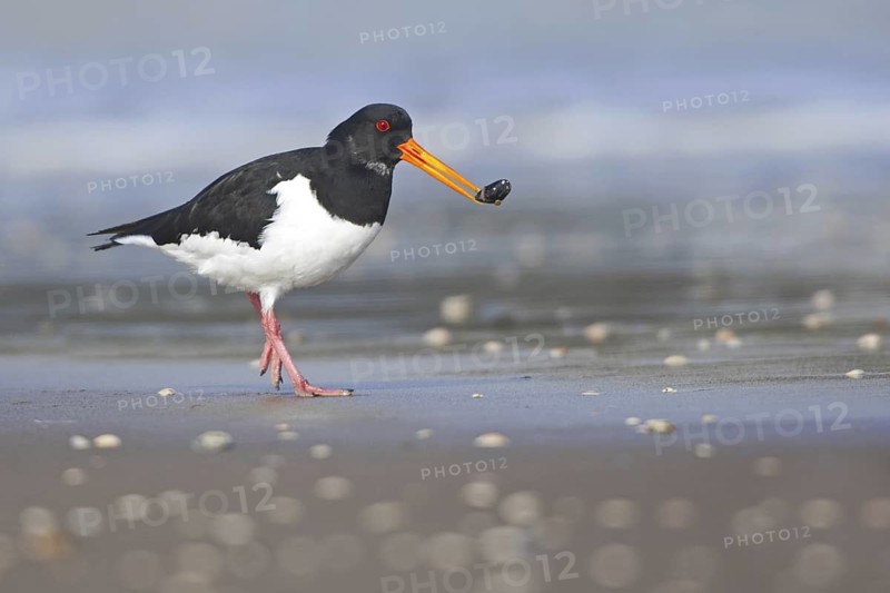 Eurasian Oystercatcher (Haematopus ostralegus) juvenile, Netherlands