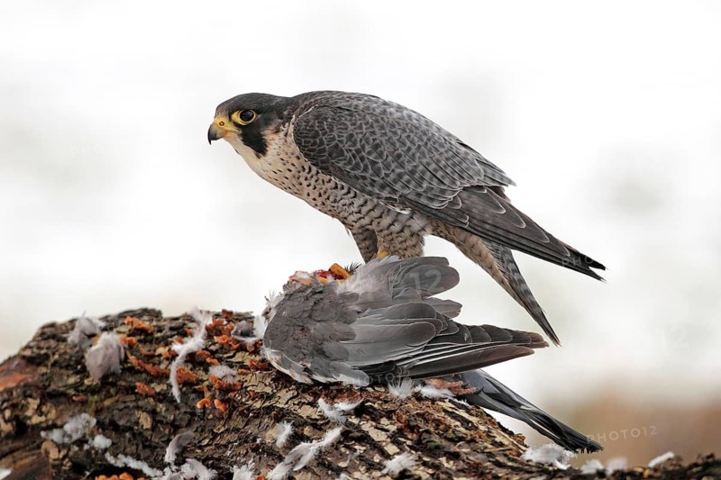 Peregrine Falcon (Falco peregrinus) male, Baden-Wuerttemberg, Germany