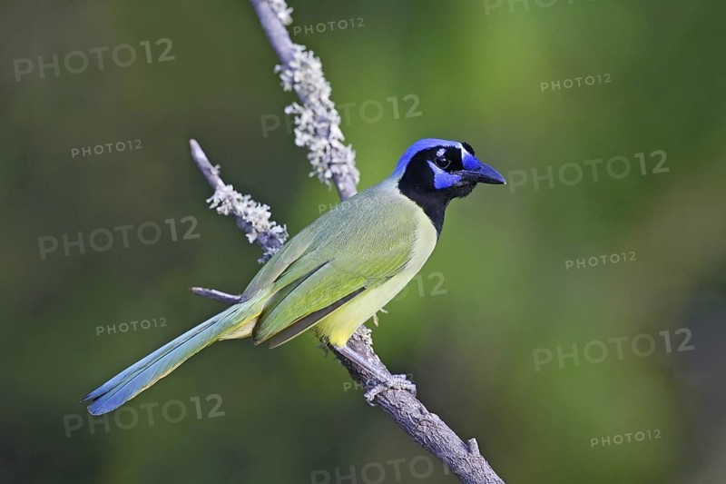 Green Jay Cyanoncorax yncas Edinburg, Texas, United States 28 March Adult Corvidae