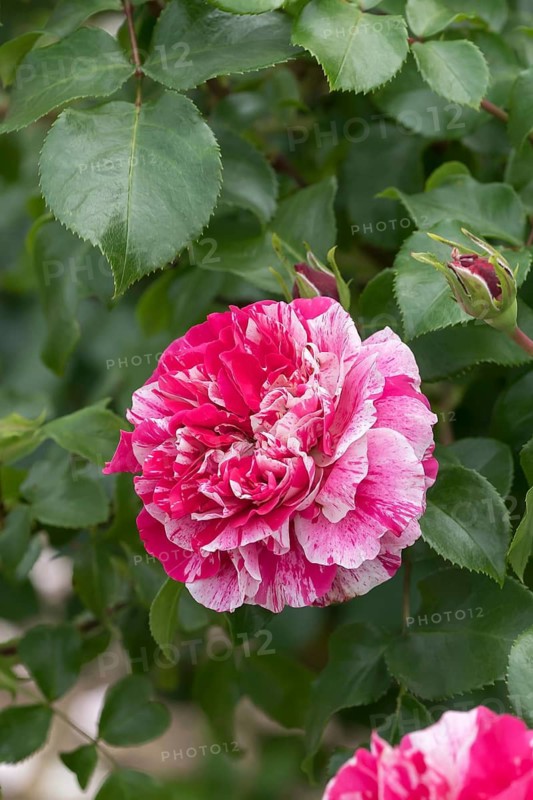 Climbing rose (Rosa COLIBRI), Germany
