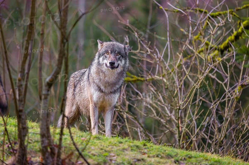 An adult male eurasian gray wolf (Canis lupus lupus) stands on a green meadow on hilly terrain