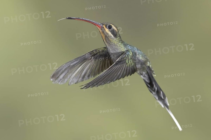 Green Hermit (Phaethornis guy), Ecuador