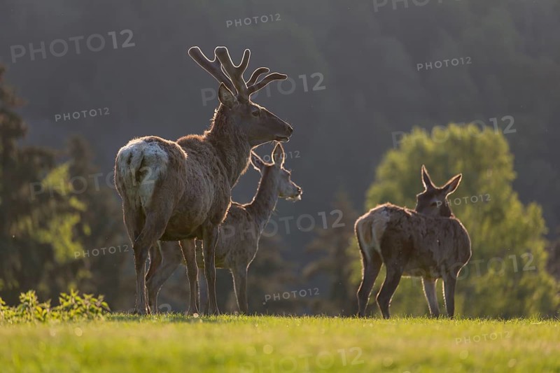 Group of Red Deer, Cervus elaphus, early morning, backlight