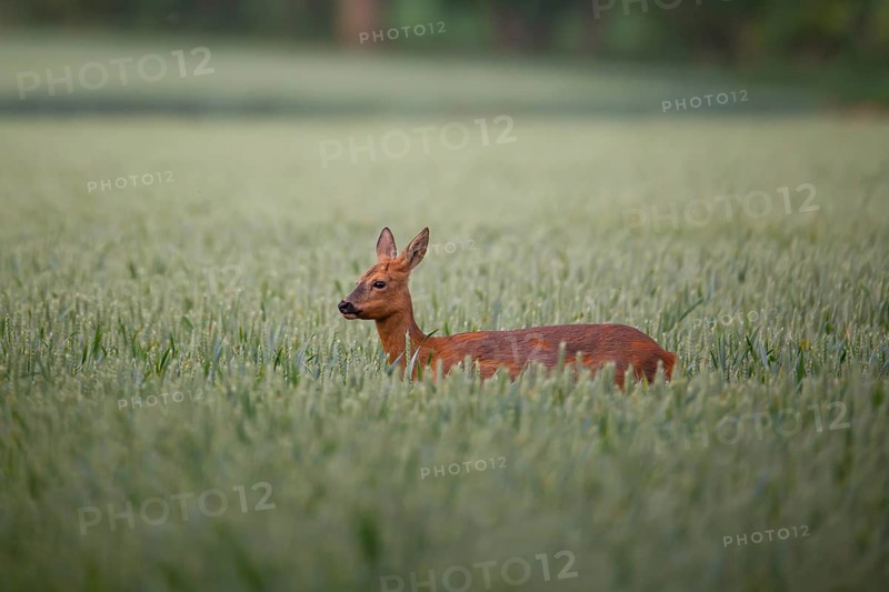 Roe deer (Capreolus capreolus) adult female doe in a farmland cereal crop in the summer, England, United Kingdom