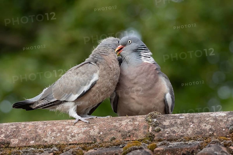 Wood pigeon (Columba palumbus) juvenile baby cobb bird being fed by an adult bird on an urban house roof, England, United Kingdom