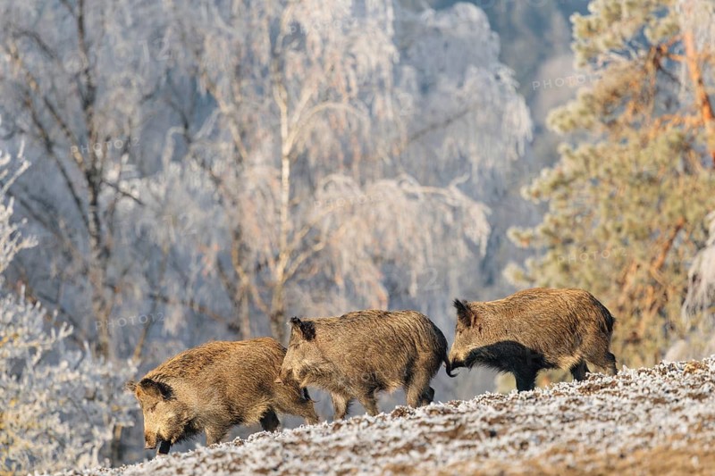 On a sunny day, three wild boars (Sus scrofa) search for food in a frozen field. A forest covered in hoarfrost can be seen in the background