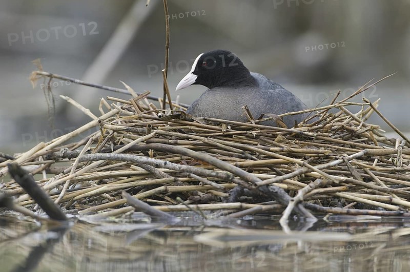 Eurasian Coot (Fulica atra), Saxony, Germany