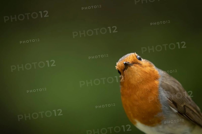 European robin (Erithacus rubecula) adult garden bird head portrait, Suffolk, England, United Kingdom