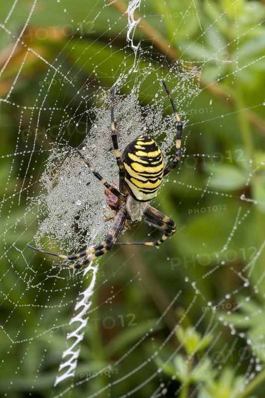 Wasp spider (Argiope bruennichi, Aranea brünnichii) feeding on caught insect in spiral orb web