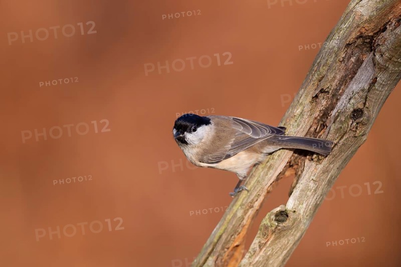 Marsh tit (Poecile palustris) adult bird on a tree branch, England, United Kingdom