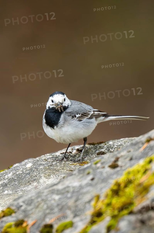 White wagtail (Motacilla alba) sitting on a rock, Bavaria, Germany